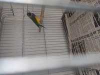 Gualdian finch
