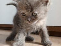 British shorthair bebekler