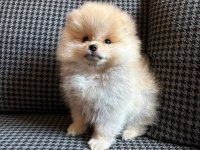 Pomeranian boo yavrularımız