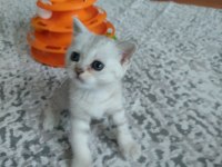 British shorthair yavrularımız