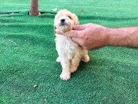 2 AYLIK PRENSES DİŞİ POODLE