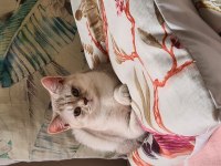 Yetişkin british shorthair silver erkek