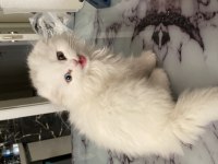 Minik bir prenses british longhair