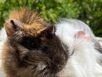 Sevinli guineapig