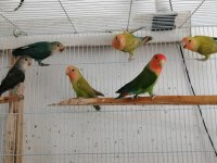Yavru yetişkin sevda papağanı