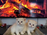 Rusya kanı British shorthair bebekler