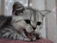 Scottish fold mersin 2 aylık