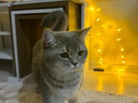 British Shorthair 12 Aylık Kedimiz