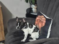 French bulldog köpeğimiz 5 aylık