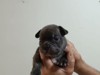 Rezerveye açık french bulldog yavrular