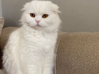 Beyaz scottish fold scottish straight