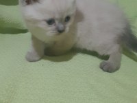 Scottish fold longhair