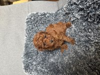Mini Boy TOY POODLE