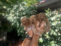 BURSA MALTİPOO BEBEKLER