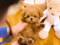 Super Star Toy Poodle Yavrularım