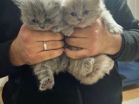 Efsane lilac british longhair yavrularımız