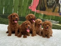 ZİYARETE AÇIK ERKEK DİŞİ POODLE BEBEKLER 