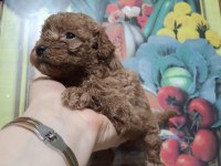 Toy poodle yavrular