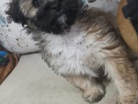 Son erkek maltese bebeğim
