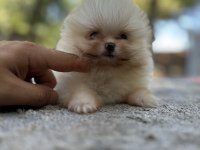 Sağlık ve ırk garantili buram buram kalite köpekler