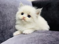 RAGDOLL BEBEKLERİMİZ