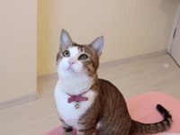 Merhaba Benim Adım Şili