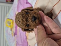 10 Güne Teslim Kore Anne Babadan Safkan KORE Poodle BEBEKLER