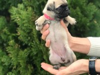 HAMBURGER SURATLI PUG / MOPS PUPPY