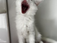 Muhteşem Görünümlü Beyaz Maine Coon