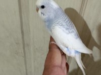 30 GÜNLÜK RENK GÜZELİ ERKEK BEBEK MUHABBET KUŞU