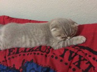 Scottish fold kedimize sıcak yuva arıyoruz