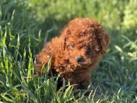 Dark brown kore toy poodle yavrularımızı canlı görün