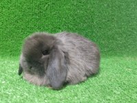 Mini Lop Tavşanı