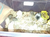 GONZALES HAMSTER
