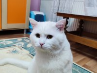 Koca kafa British Longhair Behlül