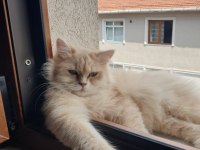 Şecereli british longhair kedimiz yeni yuvasını arıyor