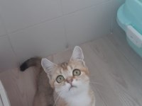 Golden British Shorthair prensesimiz