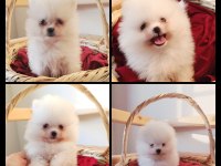 POMERANİAN BOO BEBEKLER KALİTENİN ADRESI