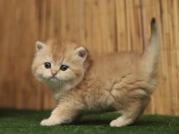 Anne Baba Şecereli Safkan British Shorthair Erkek ve Dişi