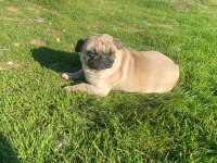 2.5 yaşında sağlıklı bir dişi pug köpeği