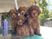 Yasal Ruhsatlı Çiftlikde Ziyarete Açık Toy Poodle