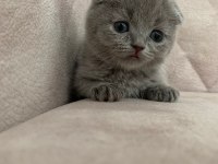 Ayı surat top kafa sıfır kulak ERKEK scottish fold