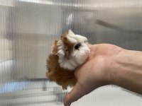 Guinea pig yavrular