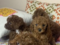 Tea cup toy poodle