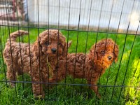 Toy Poodle yavrularımız