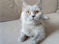 4 Yaşında British Shorthair Dişi Kısır Kediler