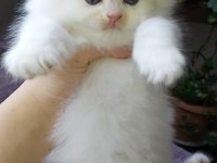 Safkan British Longhair Yavrular
