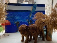 Toy poodle yavruları
