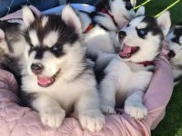 SHOW KALİTE HUSKY (SİBİRYA KURDU) YAVRULAR
