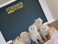 ORJİNAL IRK YAVRU KEDİLER MAGAZAMIZDA CANLI GÖRÜN